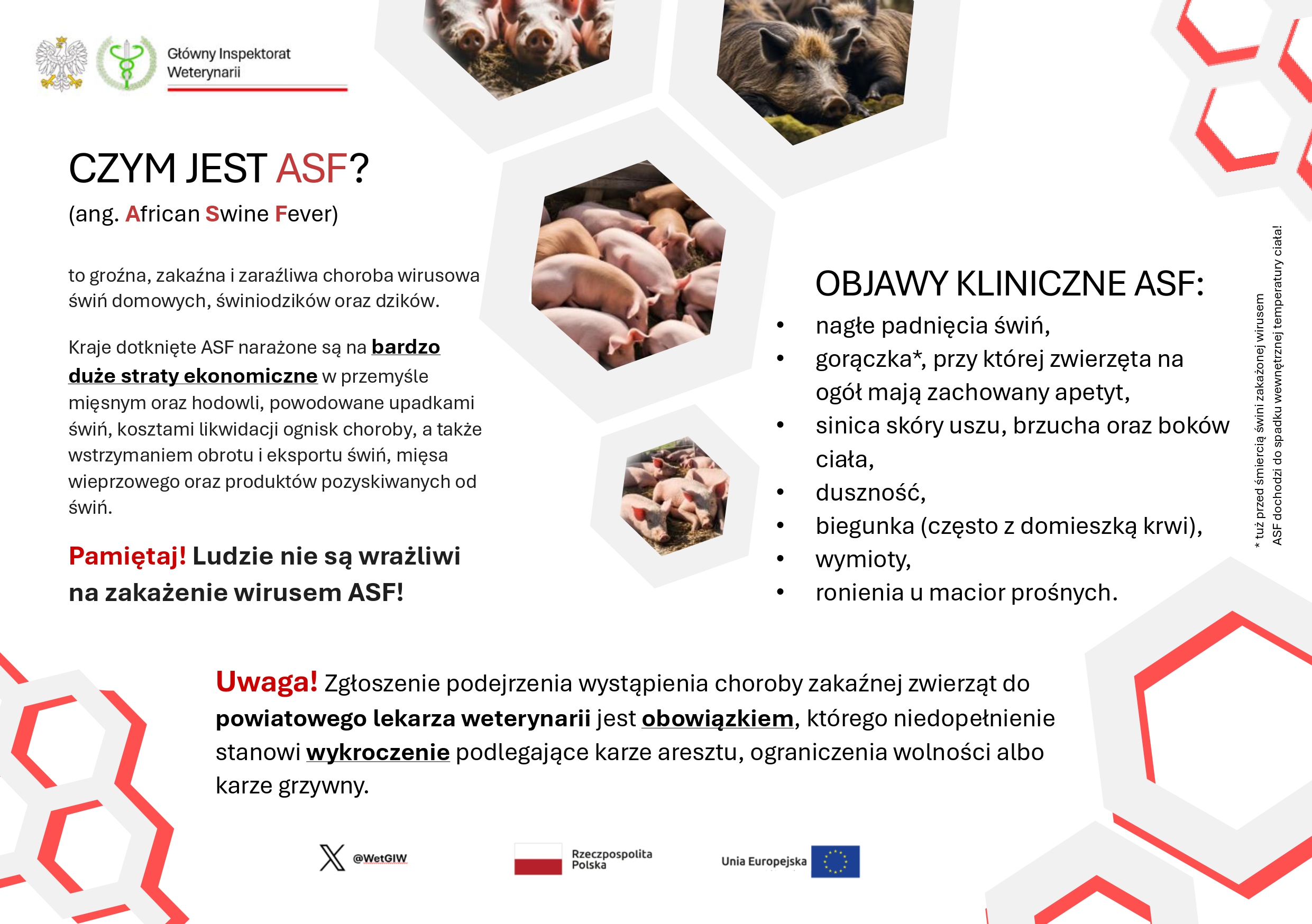 Czym jest Afrykański Pomór Świń (ASF)3